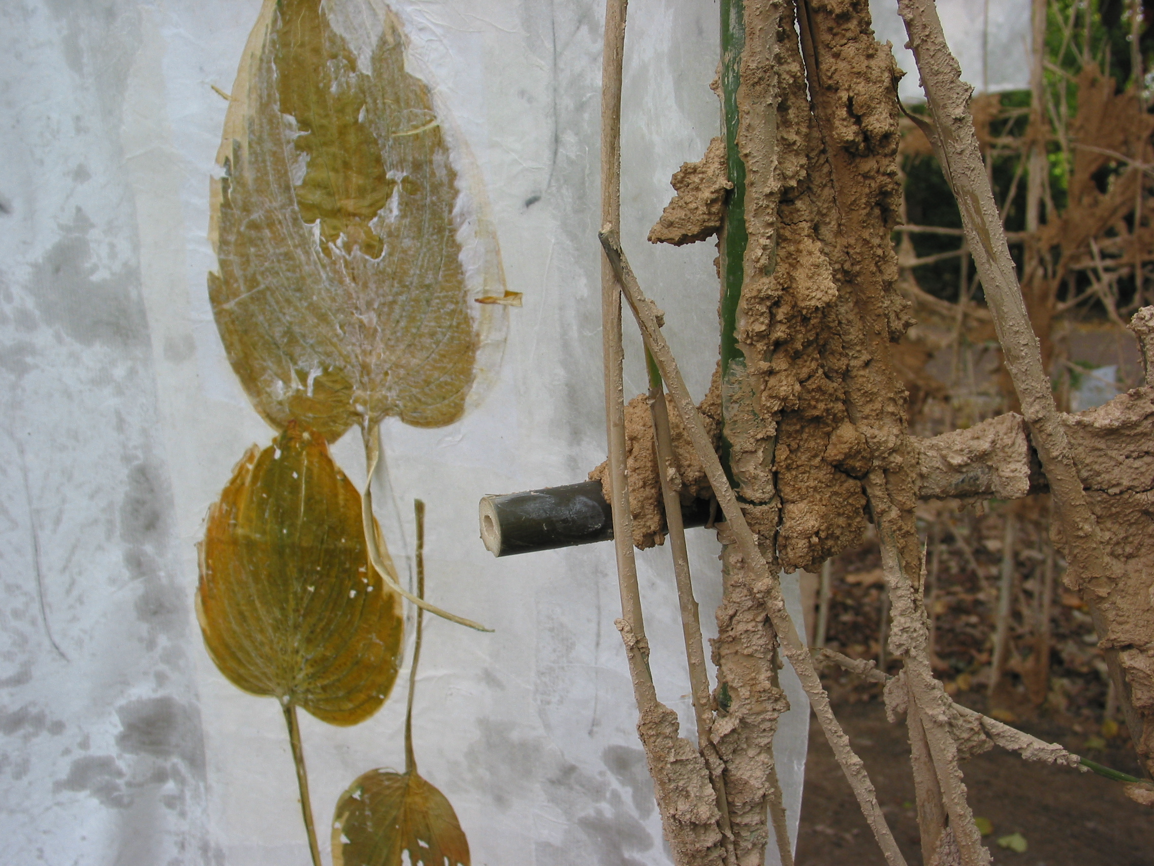 Traces de Feuilles
