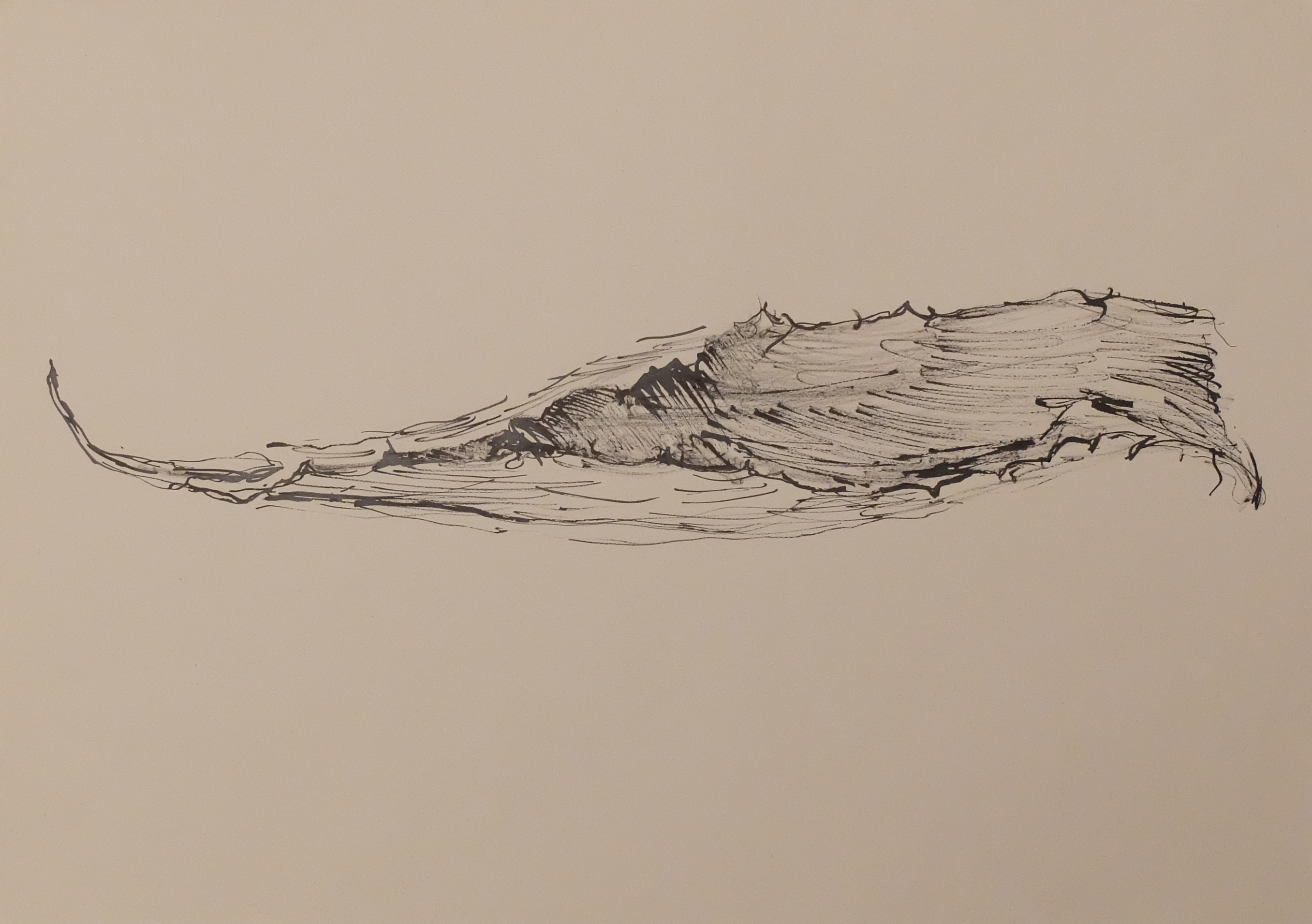 Encre de Chine et calame sur papier. 30 x 42 cm