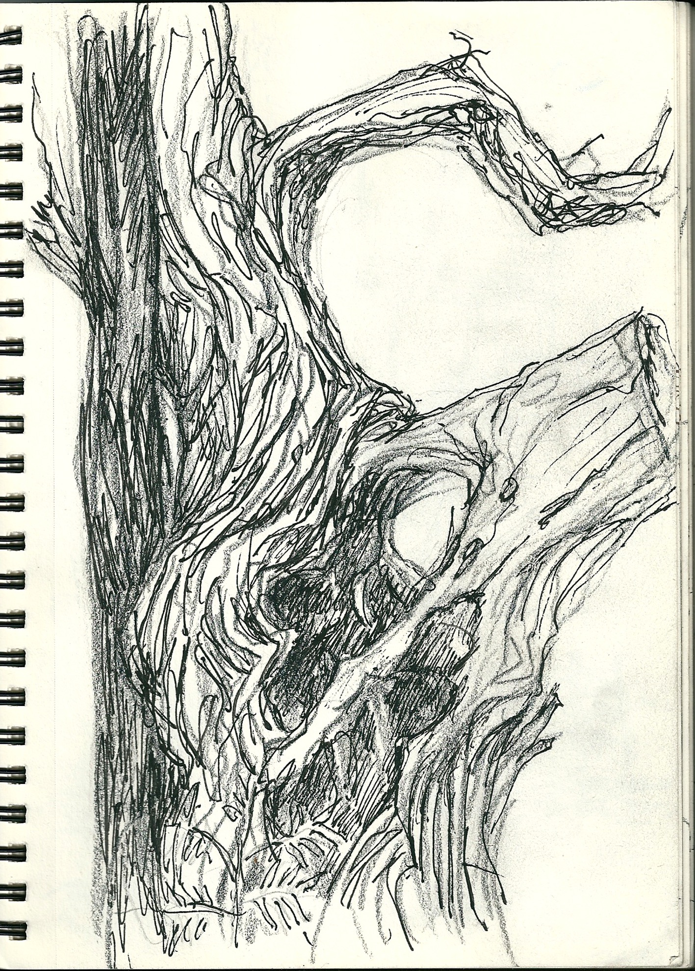Dessin, écorce de chataignier