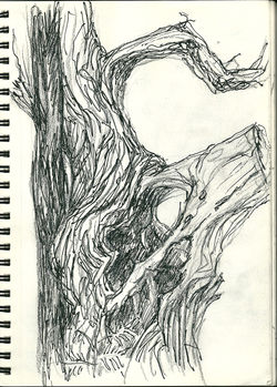 Dessin, écorce de chataignier