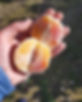 136055820_441631573885939_613082231735867453_n.jpg