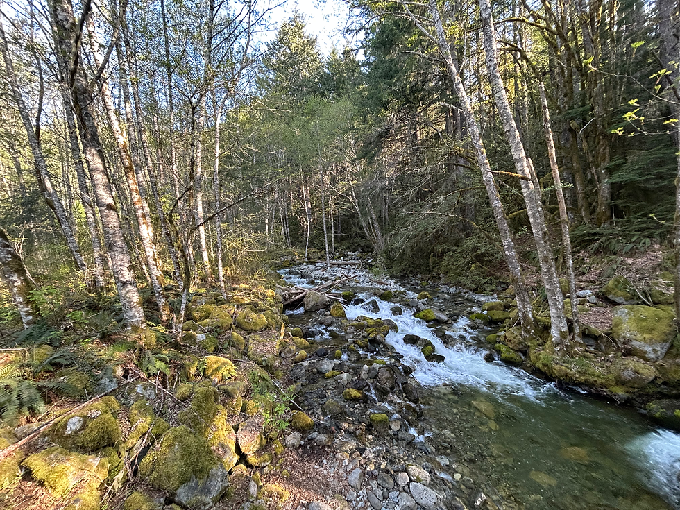 Woke up to this calm beauty near Cat Lake Road. Not a bad way to start the day. ☀️🌲💧