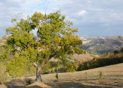 Paesaggio Circostante