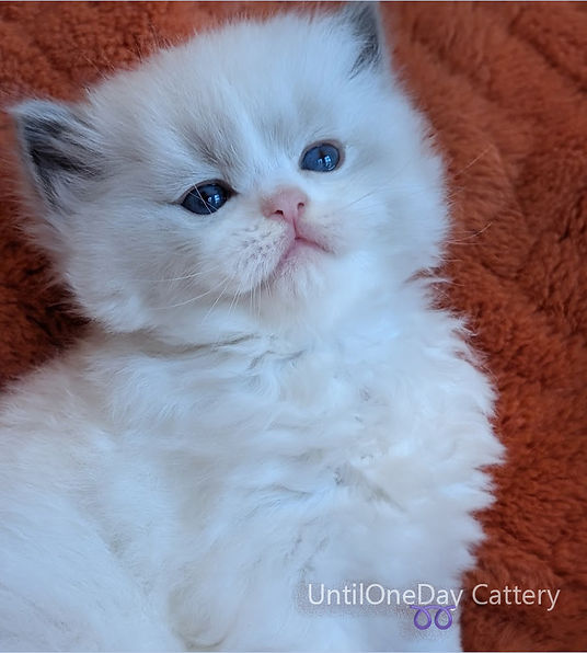 Sweet Ragdoll kitten photographed on red background – registered Ragdoll breeder Ontario Canada and USA.