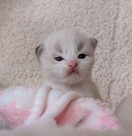 kits.jpg