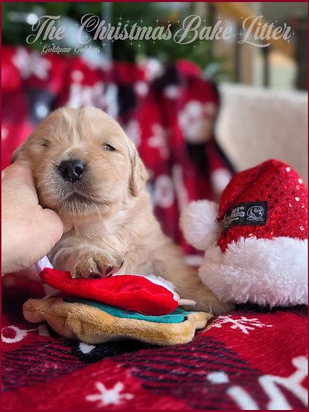 Festive photo of a Golden Retriever puppy from the Christmas Bake Litter at Goldpaw Goldens.