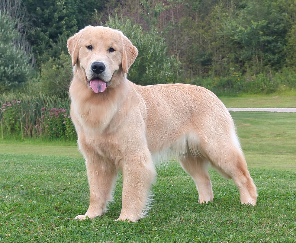 Why to never shave your golden's coat for the summer!