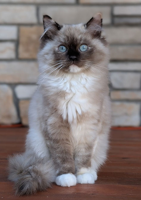 Our Kissy Face a Mink Seal Tortie Ragdoll - UntilOneDay Ragdolls