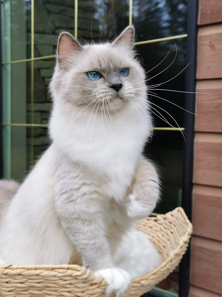 Caring for your Ragdoll Cat's Coat Tips and Tricks