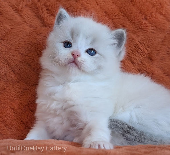 Fluffy blue Lynx Bicolor Ragdoll kitten with blue eyes on red background – UntilOneDay Ragdolls breeder Canada and USA.