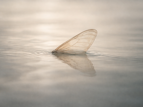 What Trauma Actually Is — And Why the Way Through Is Not Back into It