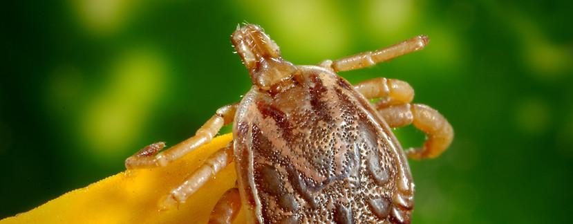Kansas City Veterinary Care Parasite Control