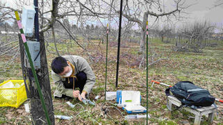 施肥区に苦土石灰散布