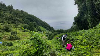 雑草が伸び放題の旧園地