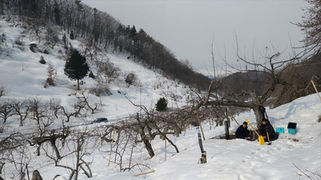 雪融け中の採水