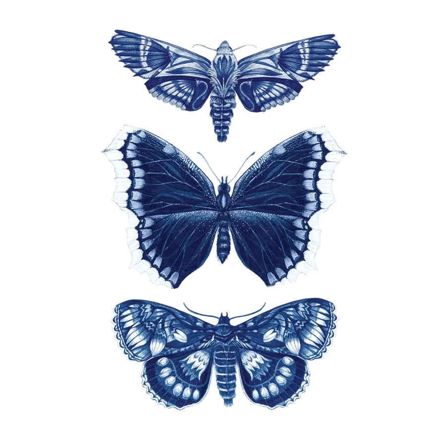 Tattoo stencil sheet of 3 blue moths