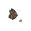 Thumbnail: tattoo stencil sheet of butterfly in muted shades & red spotted beetle