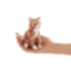 Mini orange tabby cat finger puppet with white paws resting on a hand at Tickled Pink Ottawa.