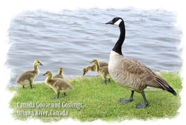 Full front view of the Canada Geese illustration postcard at Tickled Pink Ottawa.
