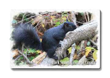 Front view of the Black Squirrel flat edge rectangular magnet at Tickled Pink Ottawa.