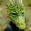 Thumbnail: Child wearing green rubberized foam mask of scaly dragon face, horns & teeth