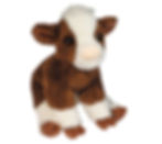 Front view of brown & white cow in seated position