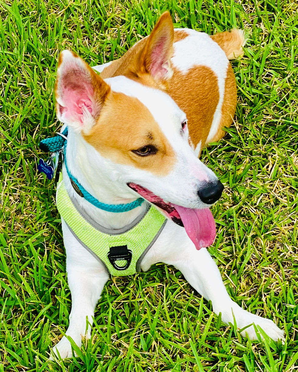 Macho, a Puerto Rican rescue dog from The Sato Project, who serves as the unexpected workflow expert behind the process vs. workflow vs. system breakdown in this article.