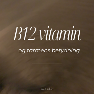 B12 og tarmens betydning