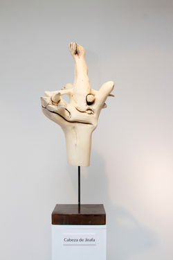 26.a Cabeza de Jirafa 180k