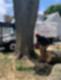 tree removal