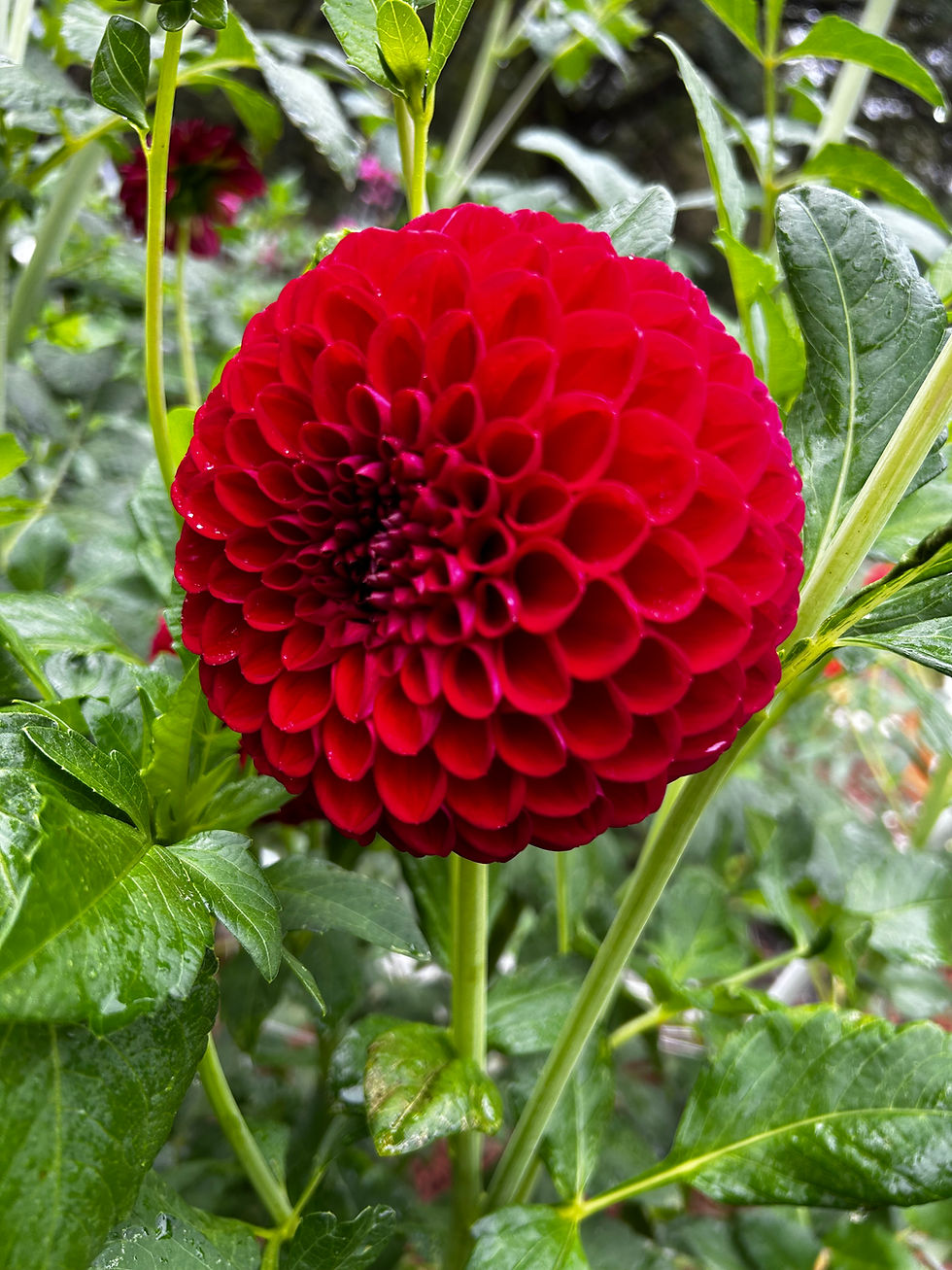 Thumbnail: Kens Choice