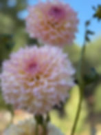 Thumbnail: Lee's Pink Grapefruit