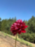 Thumbnail: Manoa