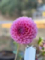 Thumbnail: GC Pink Lemonade