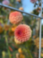 Thumbnail: Ferncliff Apricot