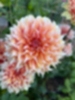 Thumbnail: Lee's Arabesque