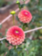 Thumbnail: KA's® Blood Orange