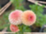 Thumbnail: KA's® Desert Rose