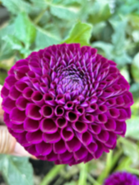 Chimacum Del Blomma