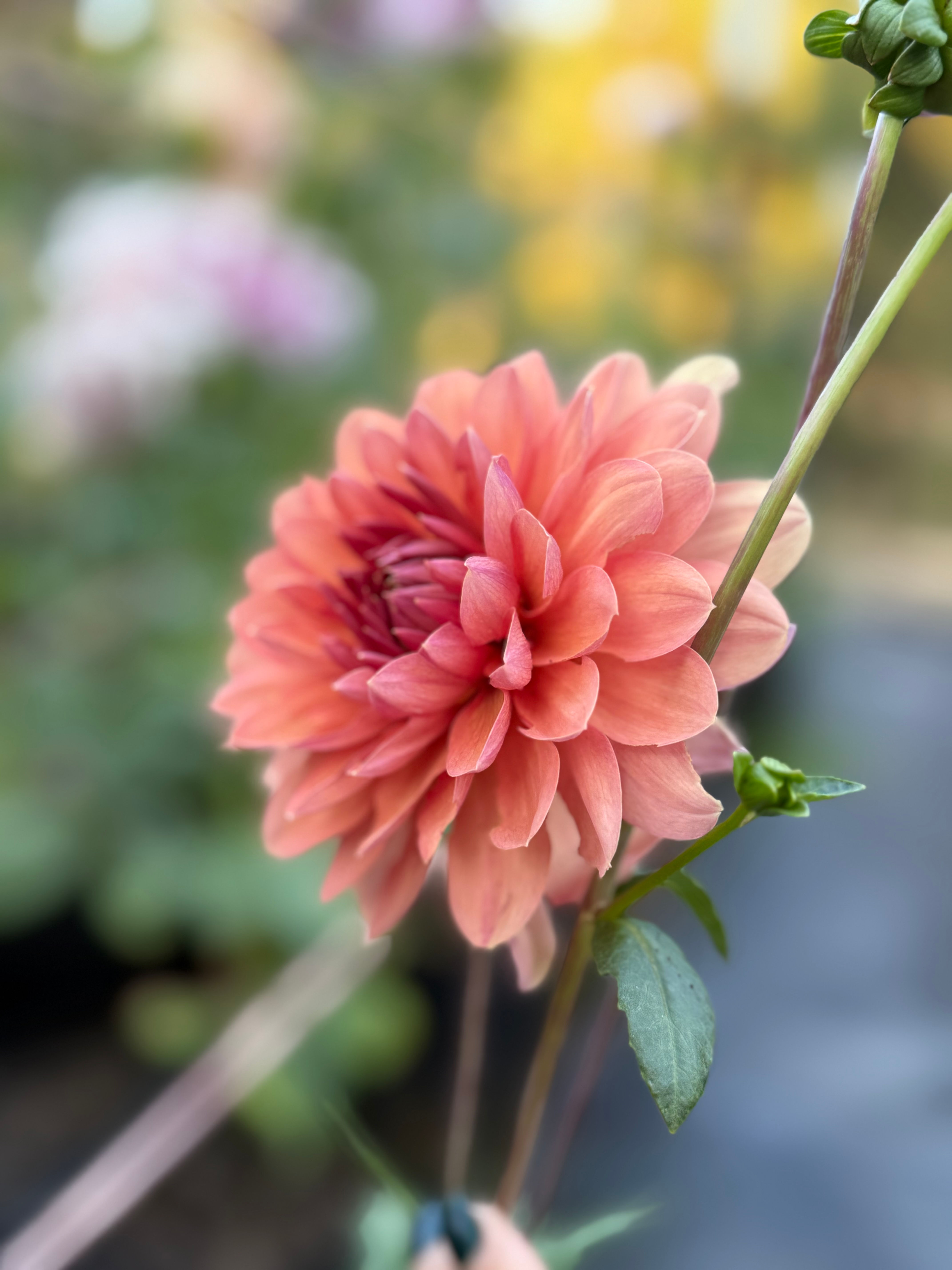 Chateau de la Bourdaisiere