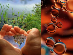 A split-screen macro image comparing a hand gently holding green grass blades in a pond with an abstract view of floating orange oil droplets.