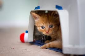 Disaster Prep for your pets