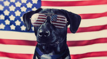 Pet Safety Tips for the Fourth of July