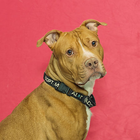 Dog of the month