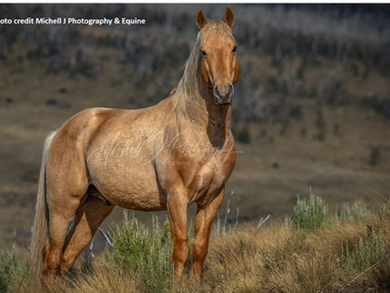 A Brumby Stallion Metai that was shot by the NSW government