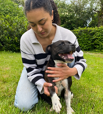 Ostéopathe animalier soignant un chien