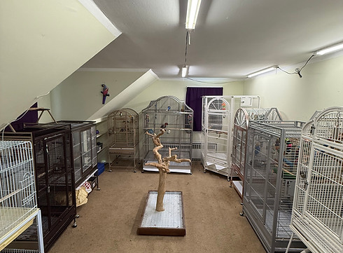 Bird boarding in Hicksville, Plainview, and Nassau County New York | Bird Girl Pet Services
