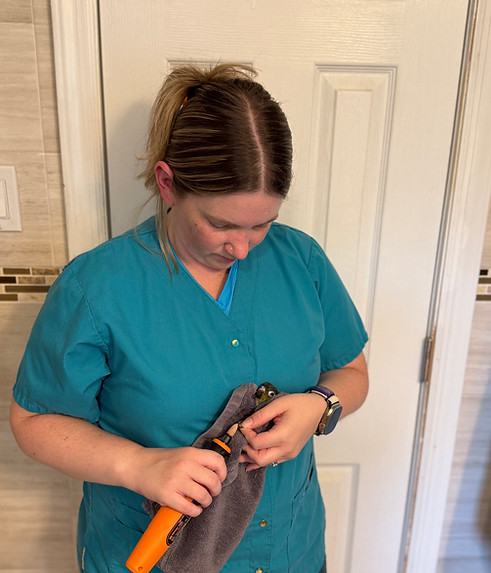 Professional pet groomer with Bird Girl Pet Services trimming a bird's nails in Nassau County, NY