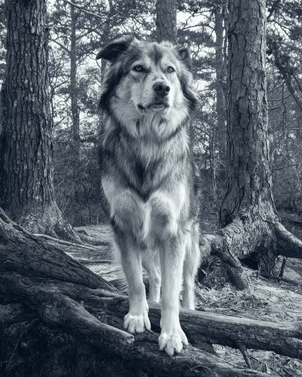 pack-a-paw-story-MONO.jpg