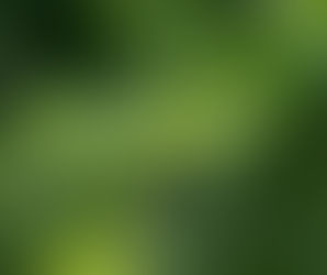 Чайное дерево – между небом и землёй.